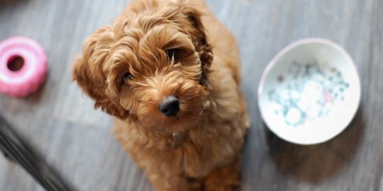 Labradoodle dog asking for more food
