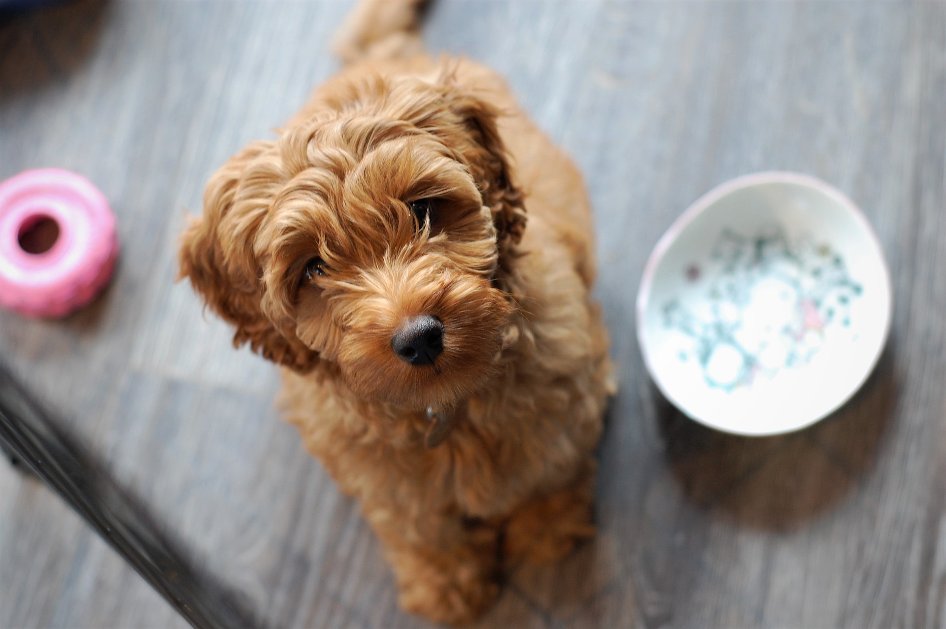 Labradoodle dog asking for more food