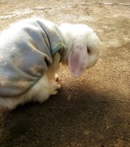 Why does my rabbit have runny poo?