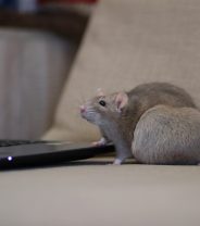 Is surgery in rats always a bad idea?