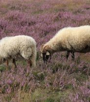 Why do sheep and goats have 4 stomachs? Ruminant digestion for the smallholder