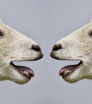 Why do sheep baa?