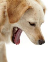 Why NOT to use hydrogen peroxide if your dog’s eaten something nasty