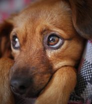Escaping Domestic Abuse - charities that can help protect your dog or cat