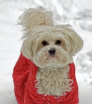 Winter Pet Safety Tips