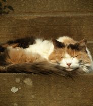 How to choose a joint supplement for cats?