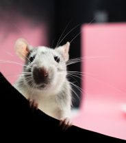 My rat is weeing red, should I be worried?