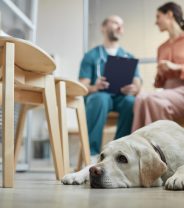 How to say no to your vet