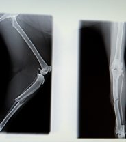 Bone Cancer in Dogs - What Is It and What Can Be Done? 