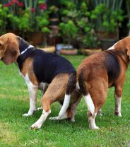 Can neutered dogs still mate?