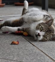 Do cats get periods?