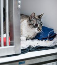 Do Cats Feel Pain After Surgery Like We Do? 