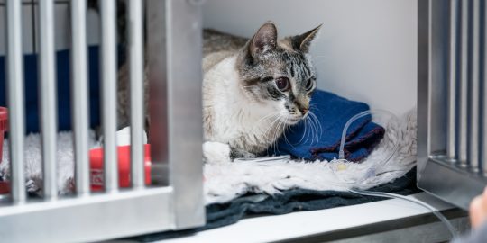Cat in ICU in vet hospital