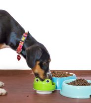 How should I feed an active working dog?