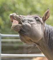 Why does my gelding get excited around mares?