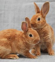 What is rabbit syphilis? 