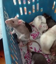 In light of the hantavirus outbreak, are rats a safe pet to own? 