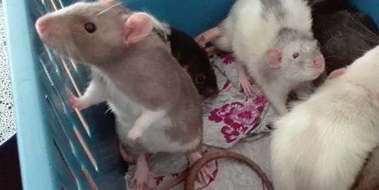 Rats in a basket