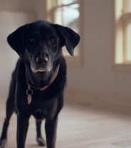 Old age is NOT a disease for dogs