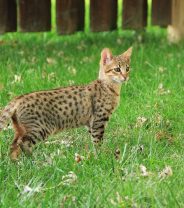 Do Savannah Cats make good pets?