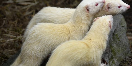 Trio of albino ferrets