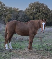 I can only keep one horse, how can I keep him happy?