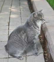 What breed of cat has the most genetic problems?