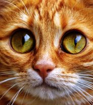 Harvey’s Story – Lost and Found Cat