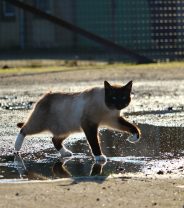 Why do cats hate water?