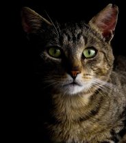 The Seizuring Cat