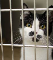 How to get accepted by a cat rehoming centre