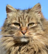 The Grumpy Cat