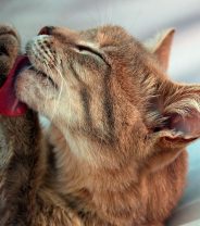 Why does my cat over groom?