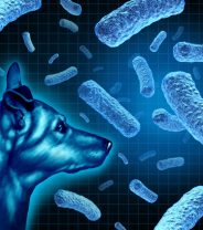 Brucella in the UK may mean your imported dog is treated differently when you take it to the vets, here’s why