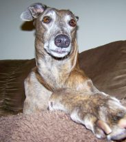 Do corn creams really work in Greyhounds?
