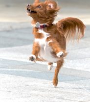 Irregular cycles in dogs – what might be going on?  