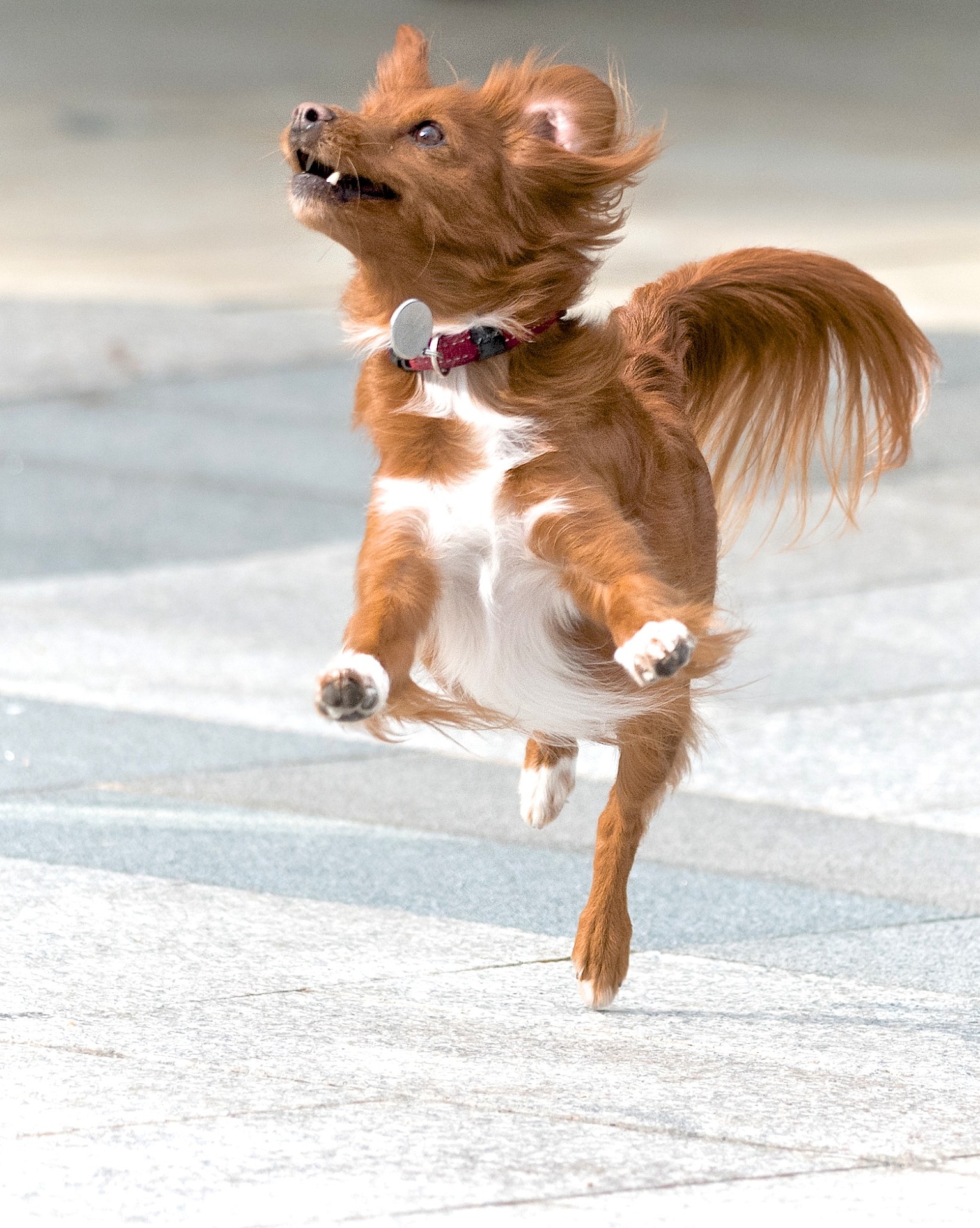 What to expect in an adolescent health check at the vets - Vet Help Direct