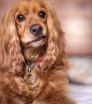 Do Cocker Spaniels make healthy pets?