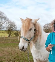Worming Horses in the Spring