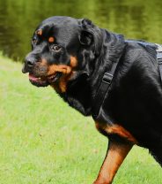 Are Rottweilers safe pets? 