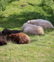 Vaccination in Pet Sheep