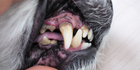 Dog with poor dental health showing teeth, gingivitis and tartar