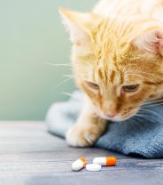 Are the products your vet uses regulated? 