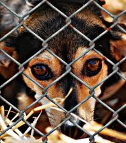 How to check whether a pet rescue is genuine