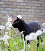 Should you need a licence to own a cat?