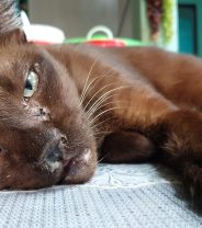 FIV in cats - what can be done? 