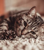 Urinary problems caused by stress