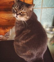 Bob’s story – straining to wee