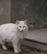 Case Story: Snowy’s Skin