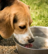 Why does my dog drink so much water?